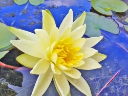 Seerose Sonnen-Gelb